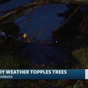 Tree down Highway 101 southbound on-ramp, near Carrillo Street