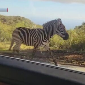 Zebra spotted in Santa Barbara mountains
