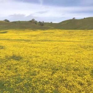 Superbloom painting the rural eastern San Luis Obispo County landscape with stunning array of ...