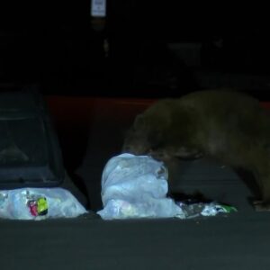 Black bear rummages through trash