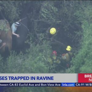 Crews rescuing horses trapped in Palos Verdes
