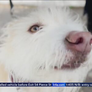 Dog sickened after eating discarded drugs in Studio City park