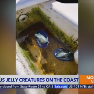 Mysterious purple jellyfish-like creatures spotted along the Southern California coast