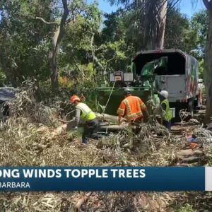 High winds topple trees in Santa Barbara