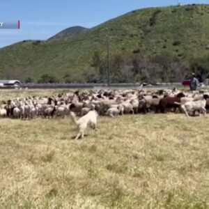 CSU Channel Islands kicks off Earth Month with a targeted grazing and herding demonstration