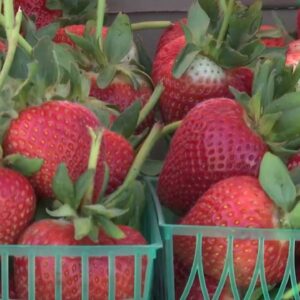 Final preparations underway for this weekend’s Santa Maria Valley Strawberry Festival