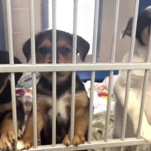 Woods Humane Society seeking foster homes for puppies in San Luis Obispo