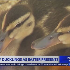 Ducks continually abandoned by Southern Californians who bought them as gifts