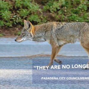 Pasadena grapples with ‘exploding’ coyote population