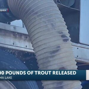 Santa Barbara county releases 4,000 pounds of trout into Cachuma Lake