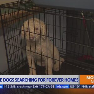 700 dogs rescued from puppy mill in Iowa; 53 available for adoption in Studio City