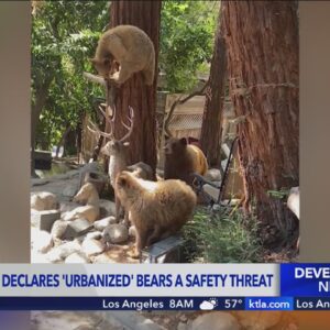 Sierra Madre declares 'urbanized' bears a safety threat