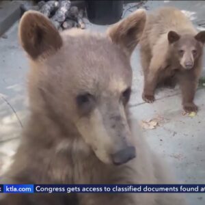 Sierra Madre residents on edge over growing number of bear encounters
