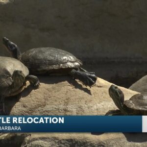 Turtle relocation underway at Alice Keck Park Memorial Gardens