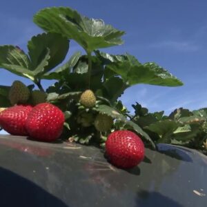 Warmer temperatures, sunny skies jumpstarting weather-delayed strawberry season in the Santa ...