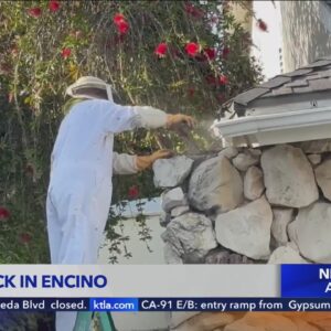 2 recovering after attack by swarm of bees in Encino