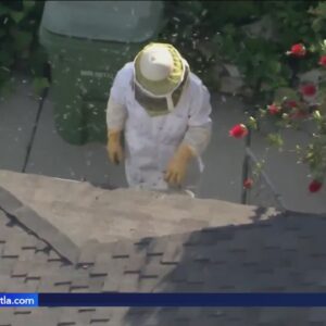 Bee swarm injures 2 people in Encino, prompts road closures