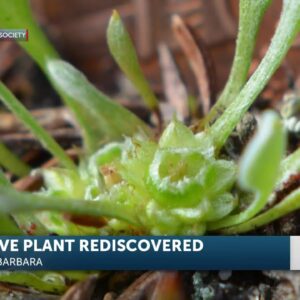 California Native Plant Spotted for First Time in Nearly 3 decades