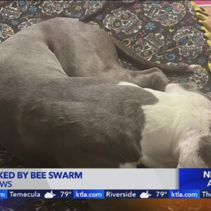 Dog attacked by bee swarm in Lake Matthews