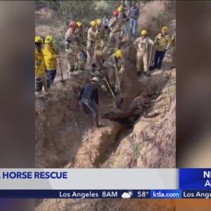 Fire crews rescue horse in Sylmar