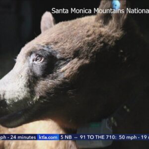 Black bear living in Santa Monica Mountains collared by biologists believed to be only bear in regio