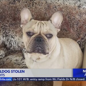 Man beaten as thieves steal French bulldog in Ladera Heights