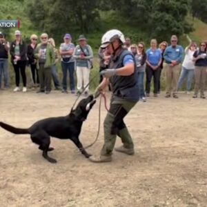 National Search Dog Foundation hosts open house in Santa Paula
