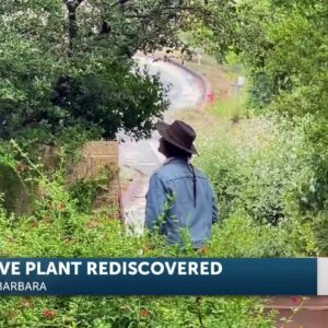 Native California Plant Rediscovered at Vandenberg Space Force Base
