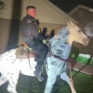 Police rescue runaway horse in Burbank