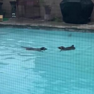 Raccoon 'pool party' caught on video
