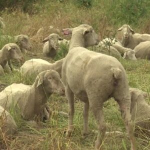 Sheep arrive to reduce fire risks in Montecito