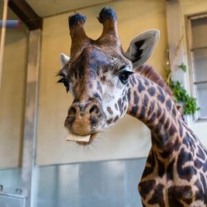 Santa Barbara Zoo celebrates its newest addition: Meet three-year-old Masai giraffe, Theo