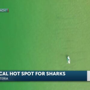 Great white shark study lists Carpinteria as "hot spot" nursery for juveniles