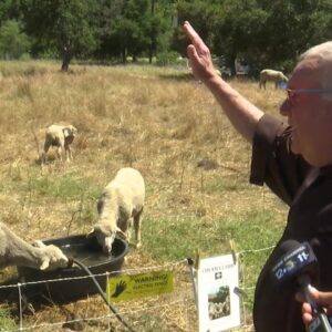100 sheep arrive for fire protection at the Mission Historic Park