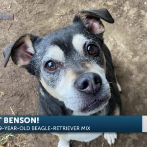 9-year-old Beagle-Retriver mix named Benson