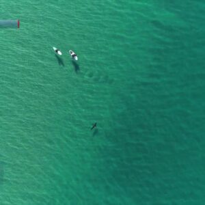 CSU Long Beach Shark Lab study finds two white shark hot spots off Southern California Coast, ...