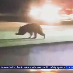 Another bear struck and killed on a Los Angeles freeway