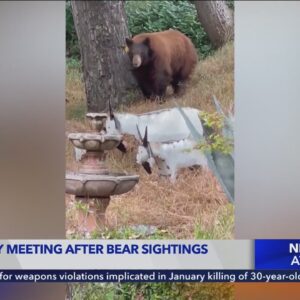 'There's a bear in my kitchen': Recent bear encounters have Burbank residents on edge