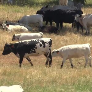 Cattle Comeback on the Central Coast