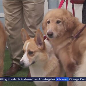 Dogs rescued from slaughter arrive in Southern California
