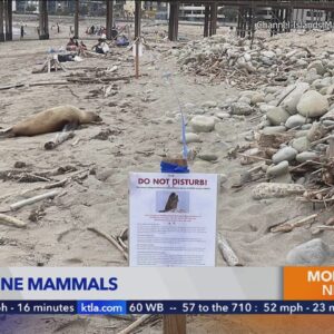 Sick sea lions, dolphins overwhelming Southern California rescue organization