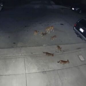 Family of coyote pups caught playing together outside L.A. home