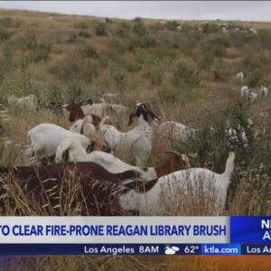 Goats employed to clear fire-prone brush near Reagan Library