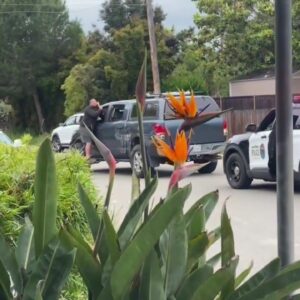 Good Samaritan struck and injured attempting to stop car chase, Santa Barbara Police arrest ...
