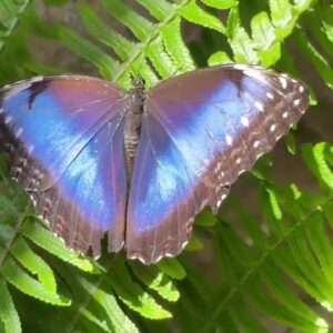 Local Butterfly Exhibit features record number of butterfly species.