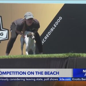 26th Annual Purina Pro Plan Incredible Dog Challenge and Surf Dog Competition takes over Huntington