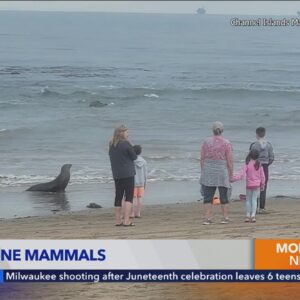 Poisoned sea lions, dolphins washing up on SoCal beaches