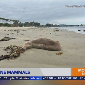 Poisoned seals, dolphins washing up on SoCal beaches