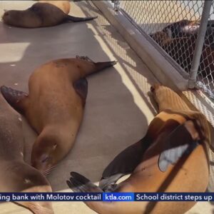 Reports of sea lion attacks in Orange County