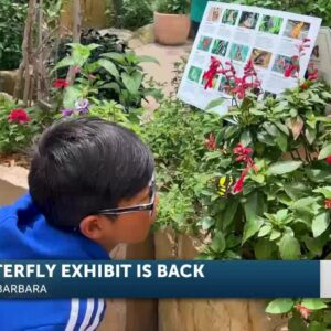 Santa Barbara Museum Of Natural History Butterfly Exhibit is Back!